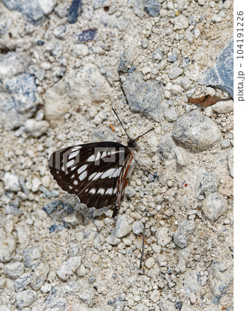 タテハチョウ科ホシミスジの吸水行動 104191226