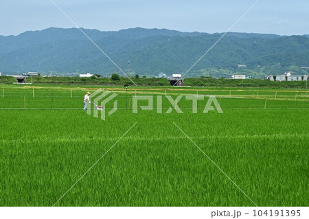 コメ栽培・田植えの季節 104191395