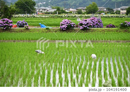 コメ栽培・田植えの季節 コメ栽培・田植えの季節 104191400