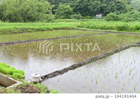 コメ栽培・田植えの季節 コメ栽培・田植えの季節 104191404