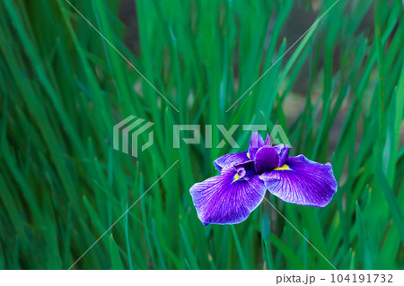 色とりどりに咲き人々の心を癒し続けるアヤメの花たち 色とりどりに咲き人々の心を癒し続けるアヤメの花たち 104191732