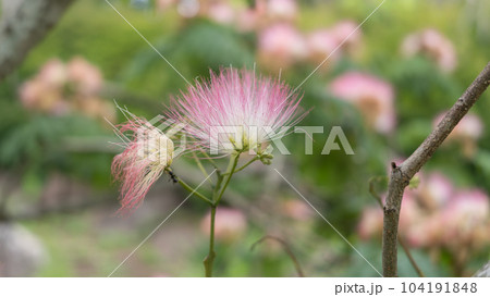 ネムノキの花 ネムノキの花 104191848