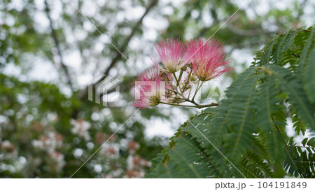 ネムノキの花 ネムノキの花 104191849