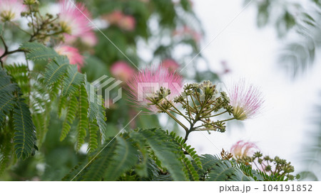 ネムノキの花 104191852