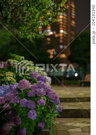 夜の紫陽花の写真素材 [104191940] - PIXTA