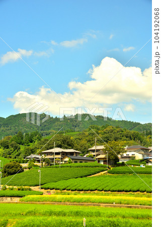 京都府 宇治茶の郷 和束の茶畑 京都府 宇治茶の郷 和束の茶畑 104192068