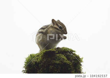 シマリス　 104192537