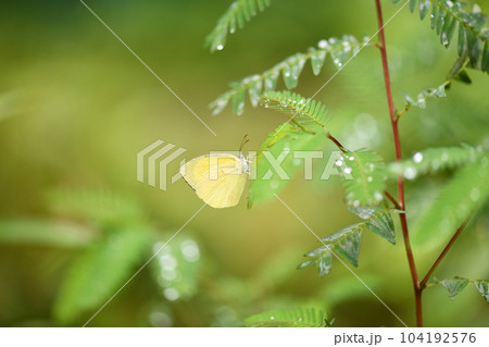 ツマグロキチョウと食草のカワラケツメイ 104192576