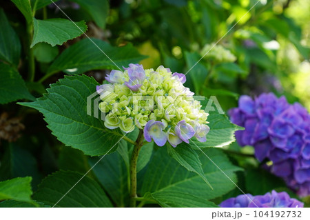 紫陽花 紫陽花 104192732