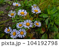 ミヤマアズマギク 104192798