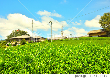 京都府 宇治茶の郷 和束の茶畑 京都府 宇治茶の郷 和束の茶畑 104192815