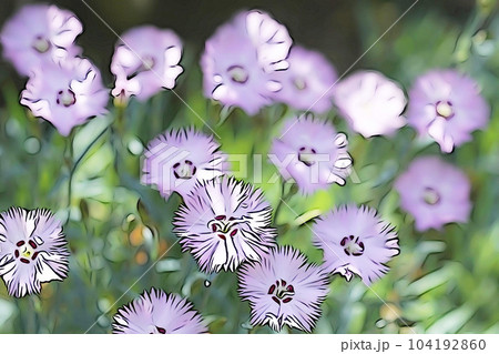 パステル調　”満開のナデシコ”　イラストイメージ 104192860