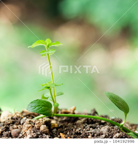 ペパーミントの葉のイメージ 104192996