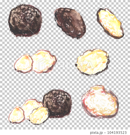 水彩畫的黑松露插圖 104193523
