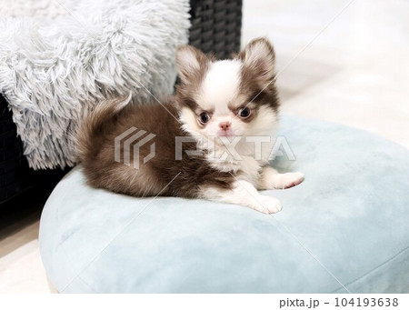 チワワパピー 104193638