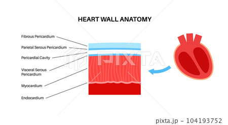 Heart wall anatomy Heart wall anatomy 104193752