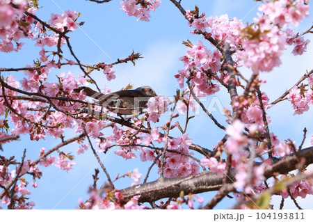 桜の花とウグイス 桜の花とウグイス 104193811