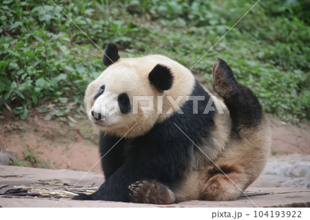 パンダ 104193922