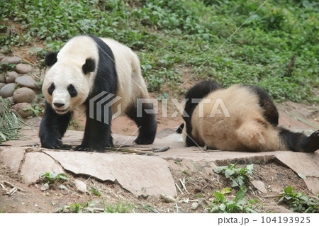 パンダ 104193925
