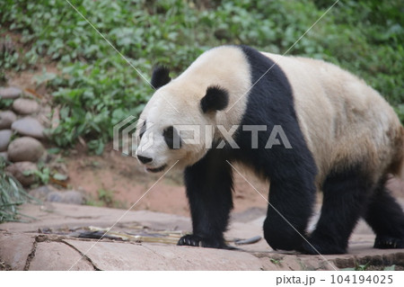 パンダ パンダ 104194025