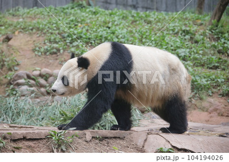 パンダ 104194026