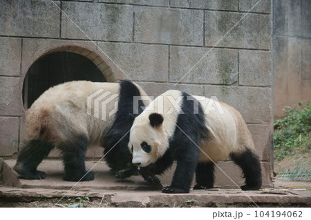 パンダ 104194062