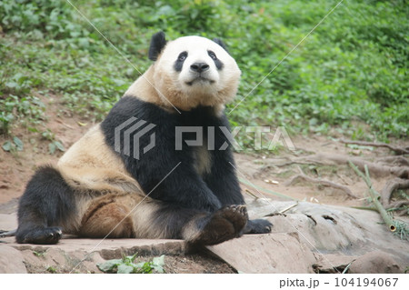 パンダ 104194067