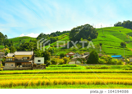 京都府 宇治茶の郷 和束の茶畑 京都府 宇治茶の郷 和束の茶畑 104194086