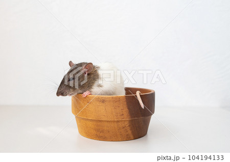 A pet rat sits in a wooden plate A pet rat sits in a wooden plate 104194133