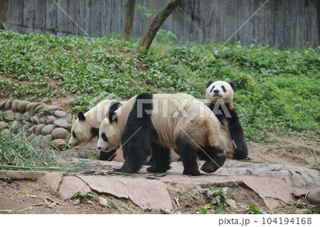 パンダ パンダ 104194168