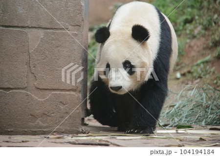 パンダ 104194184