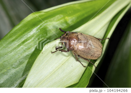 コフキコガネ 104194266