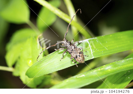 ナガゴマフカミキリ ナガゴマフカミキリ 104194276