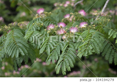 ネムノキ ネムノキ 104194279