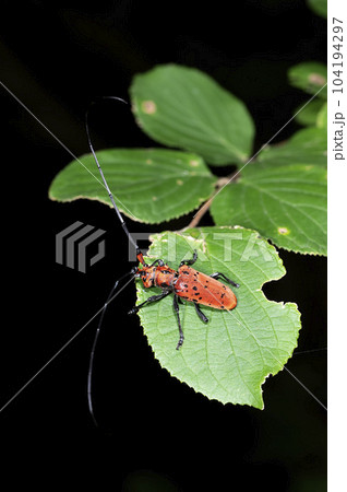 ホシベニカミキリ 104194297