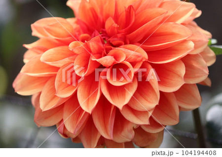 色鮮やかなバリエーションが豊富なダリアの花ー五 104194408