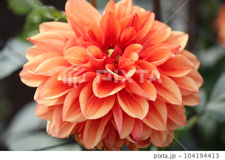 色鮮やかなバリエーションが豊富なダリアの花ー拾 104194413
