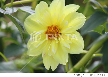 パステルカラー調の色彩が上品なダリアの花 104194414