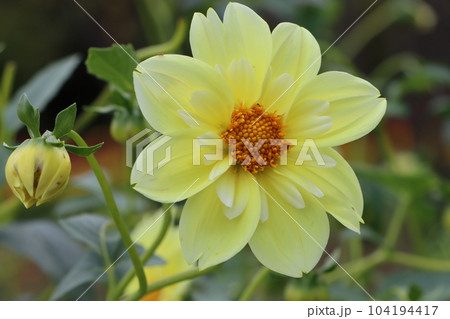 パステルカラー調の色彩が上品なダリアの花ー参 パステルカラー調の色彩が上品なダリアの花ー参 104194417