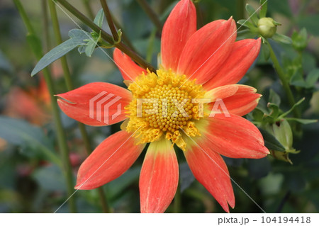 パステルカラー調の色彩が上品なダリアの花ー四 104194418