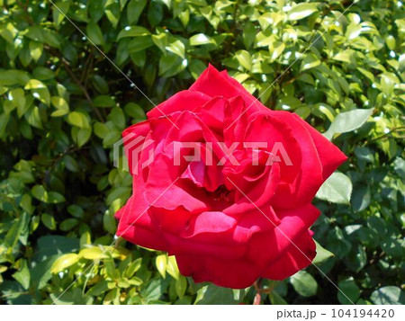 初夏の日差しの下で咲いている一輪の真っ赤なバラ 104194420