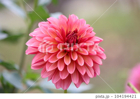 パステルカラー調の色彩が上品なダリアの花ー六 104194421
