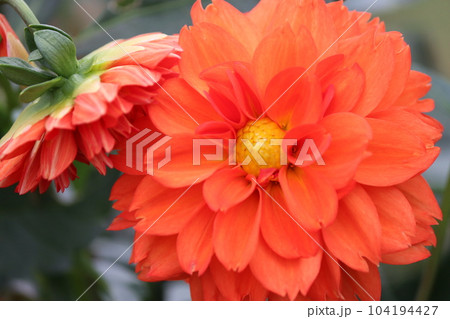 パステルカラー調の色彩が上品なダリアの花ー拾 パステルカラー調の色彩が上品なダリアの花ー拾 104194427
