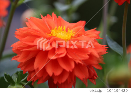 華麗な色彩や花姿が花の女王と呼ばれる所以 華麗な色彩や花姿が花の女王と呼ばれる所以 104194429