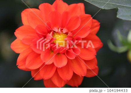 華麗な色彩や花姿が花の女王と呼ばれる所以ー弐 華麗な色彩や花姿が花の女王と呼ばれる所以ー弐 104194433