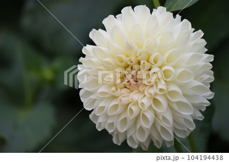 白い色が上品さを引き立てるダリアの花ー弐 104194438