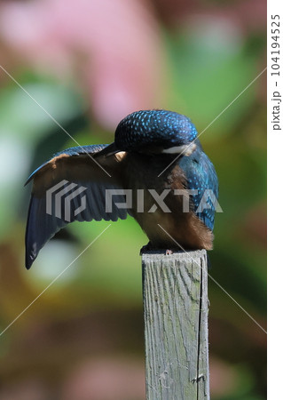 カワセミ幼鳥の変わったポーズ カワセミ幼鳥の変わったポーズ 104194525