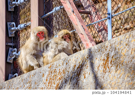 日光の野生のサル 栃木県日光市 日光の野生のサル 栃木県日光市 104194841