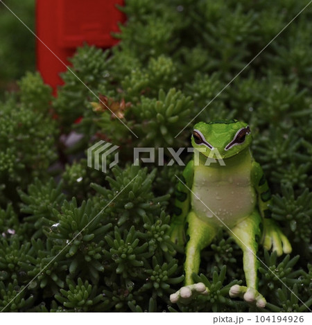 カエル 104194926