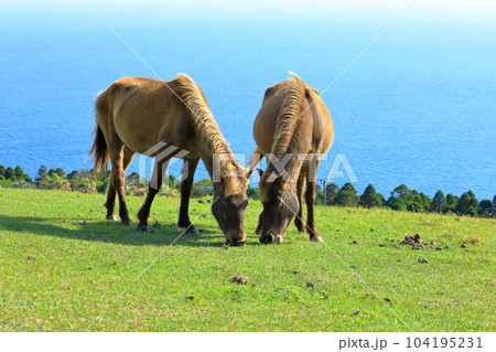 宮崎県　都井岬の野生馬 104195231